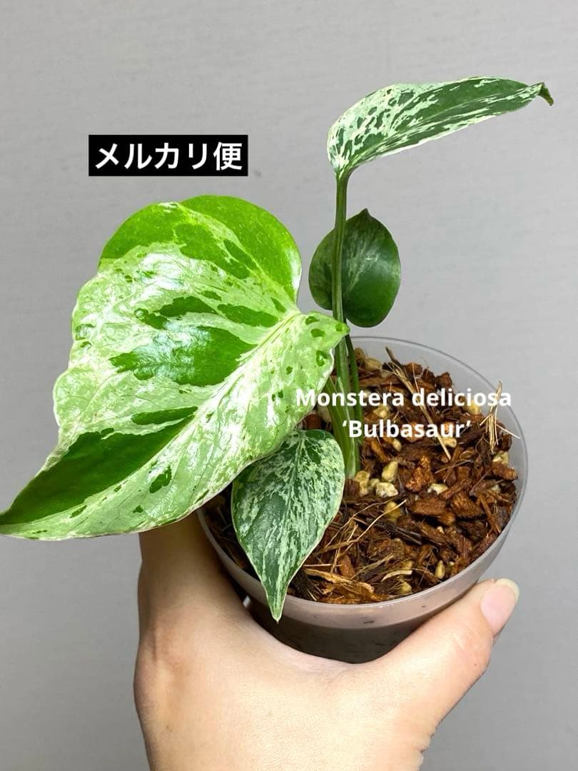 六*ん様 ②【将来有望株‼️】モンステラ　デリシオーサ　バルバソー　フシギダネ/